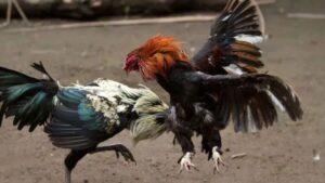 cac hinh thuc cuoc pho bien trong ca cuoc da ga