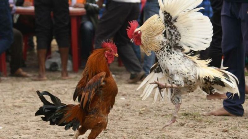 Cá cược đá gà trực tuyến chuyên nghiệp, thưởng cao và minh bạch 